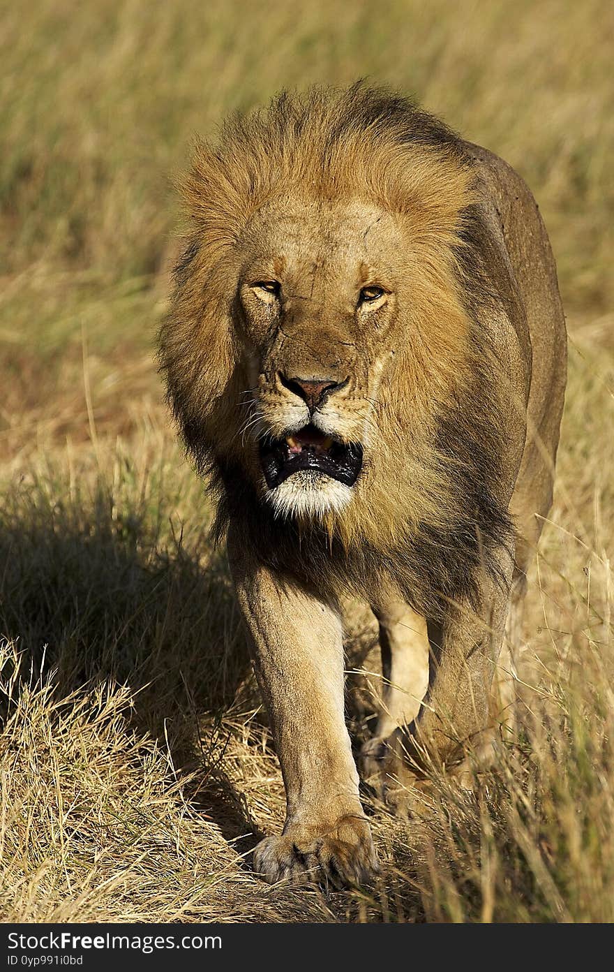 African Lion, panthera leo, Male standing on Dry Grass, Masai Mara Park in Kenya