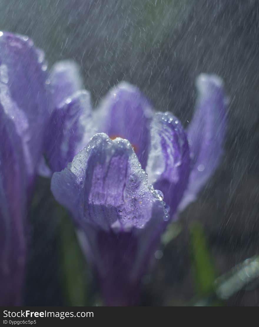 Shot of purple flower of Crocus