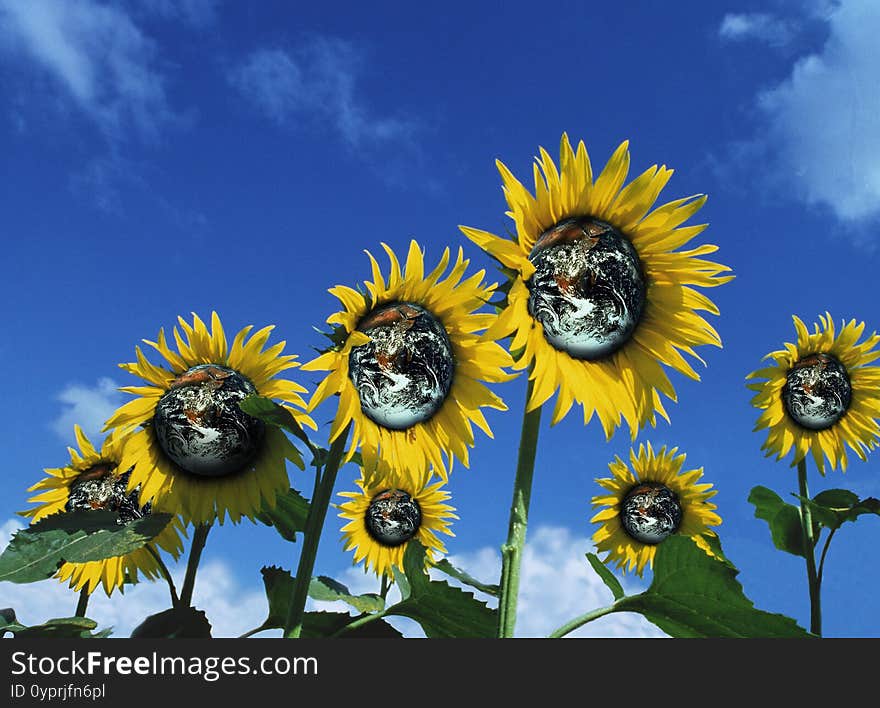 Earth and Sunflower, Symbolic Image