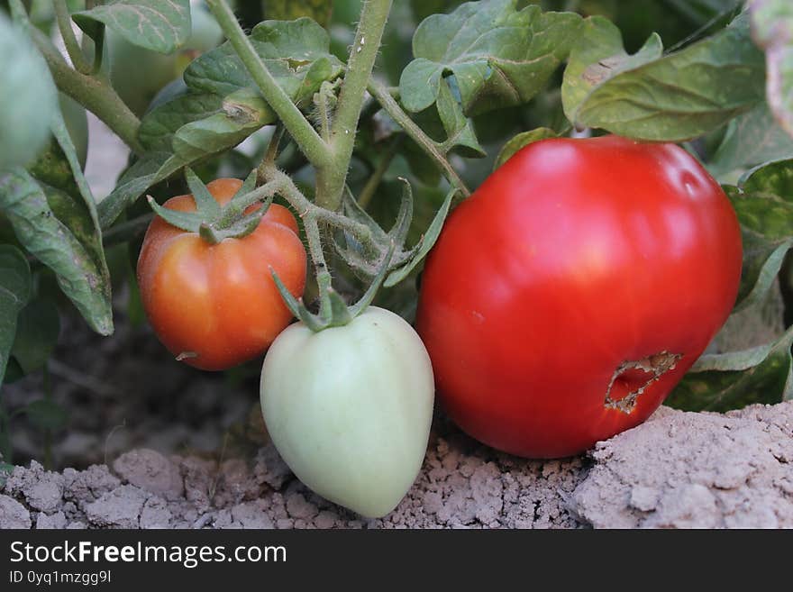 Raw Tomatoes with leaves