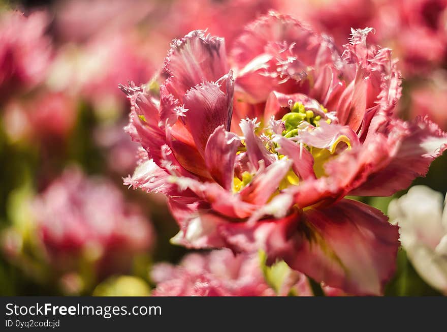 Auxerre Red Tulip Blooming In An Orangery In Spring Season