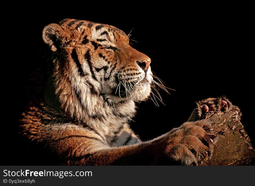 Amur Tiger