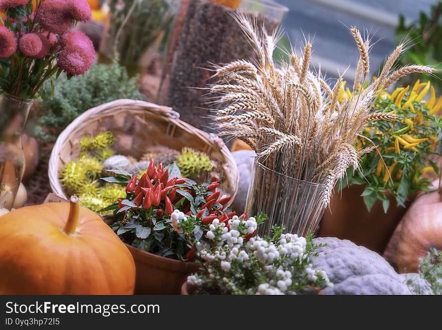 Festive rustic composition with fresh bright pumpkins, wheat ears, flowers and decorative pepers, colorful autumn background, selective focus. Thanksgiving and Halloween, harvest concept