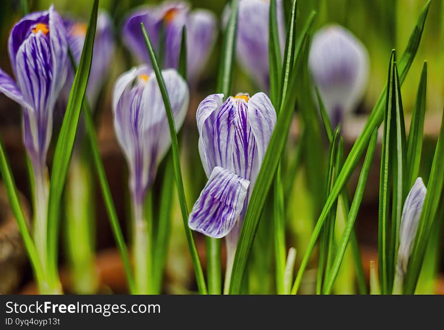 Purple crocuses with a green grass in spring