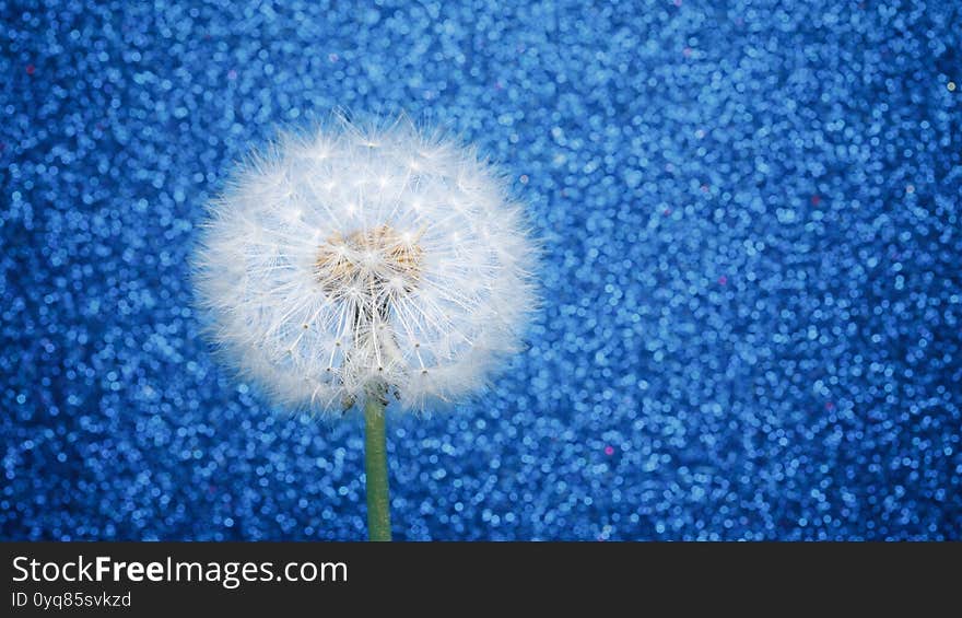 Dandelion flower on blue glitter background, close-up view