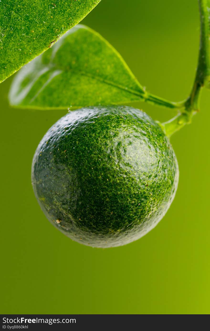 Unripe fruit of tangerine tree