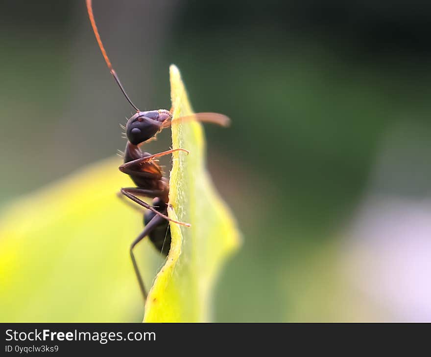 Camponotus Japonicus, More Often Known Under The Common Name Japanese Carpenter Ant, Is A Species Of Ant Native To East Asia.