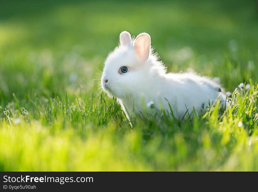 Portrait of white baby rabbit with blue eyes. Cute baby animal.