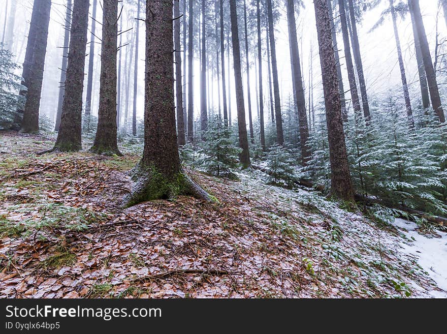 Winter scenery in a mountain forest, with frost and fresh powder snow, in January