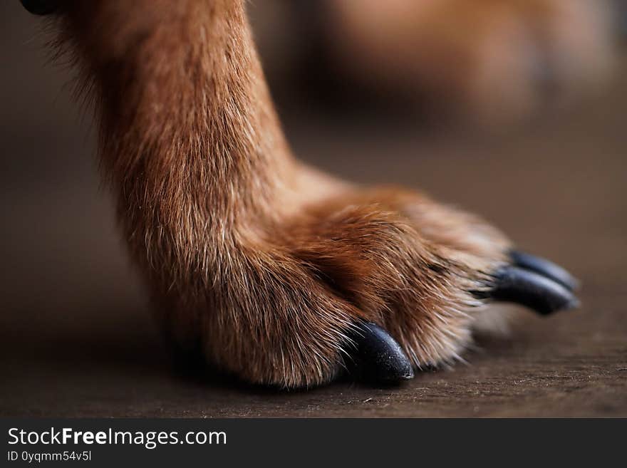 Macro photo paws with long claws of a small dog on a brown wooden background.Dog hair close-up.