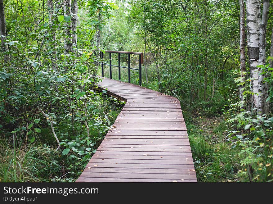 Summer view of wooden walkway on the territory of Sestroretsk swamp, ecological trail path - route walkways laid in the swamp