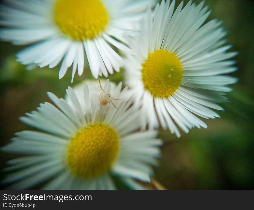 Macro photography of wild plants. Soft focus.