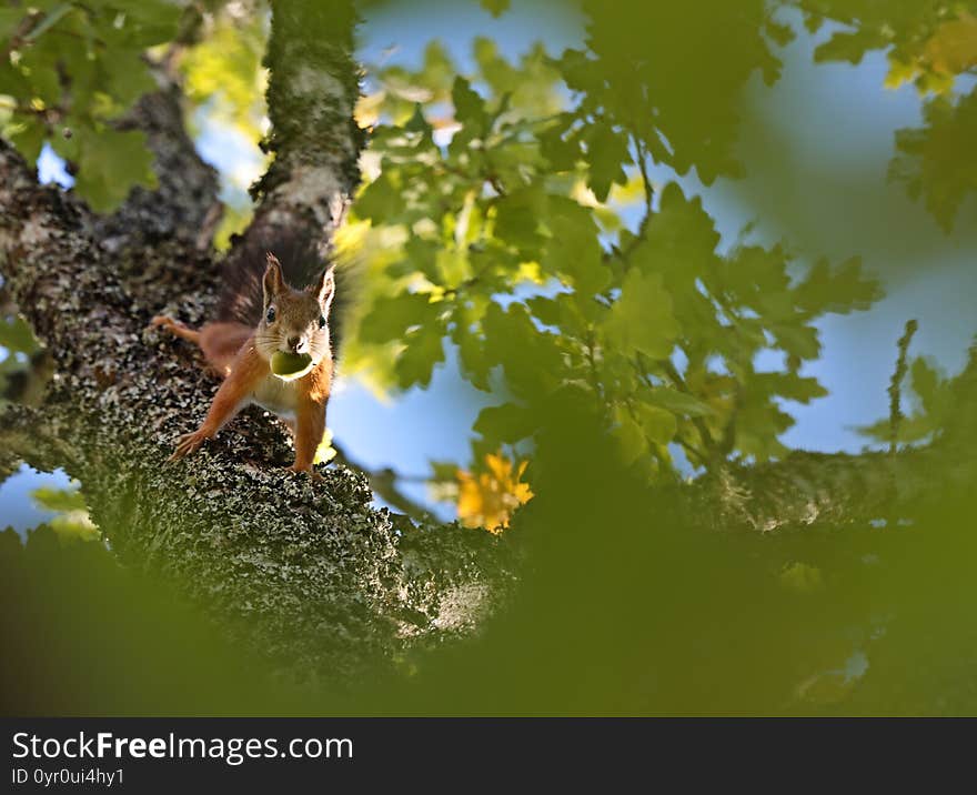 A brown squirrel coming down from an oak tree with an acorn in its mouth