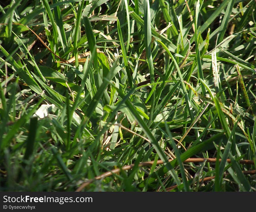 close up grass and greenery close-up grass and foliage. close up grass and greenery close-up grass and foliage