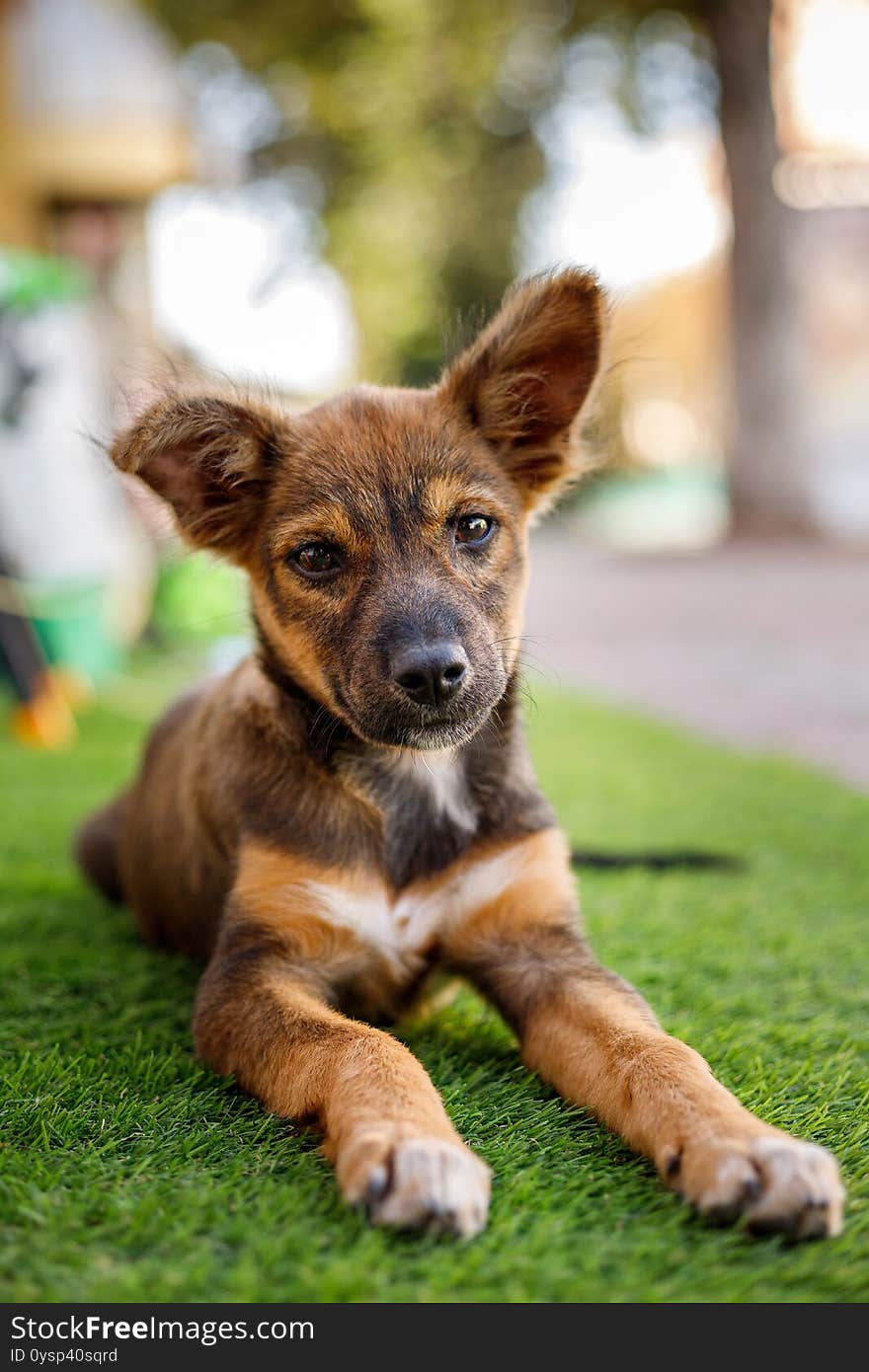 Puppy lying on the green grass