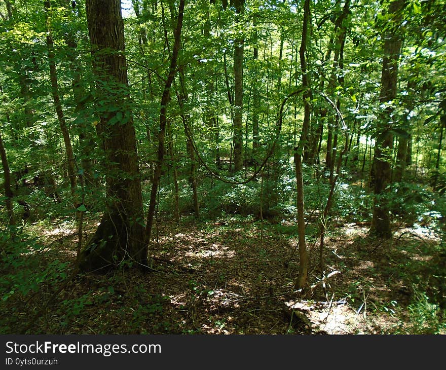 Deep in the forest during the daytime in the middle of summer.