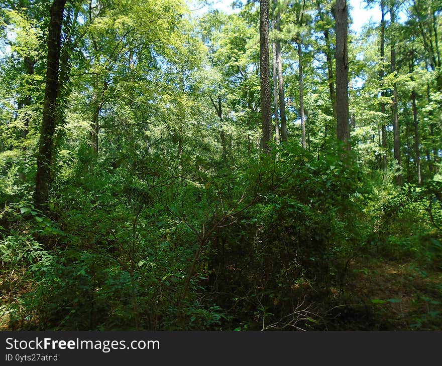 Deep in the forest during the daytime in the middle of summer. Deep in the forest during the daytime in the middle of summer.