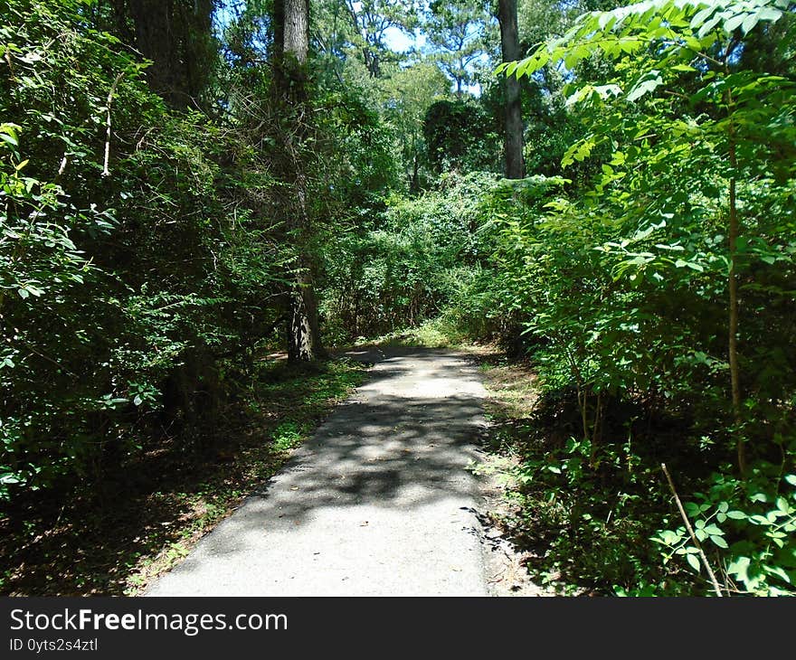 Deep in the forest during the daytime in the middle of summer. Deep in the forest during the daytime in the middle of summer.