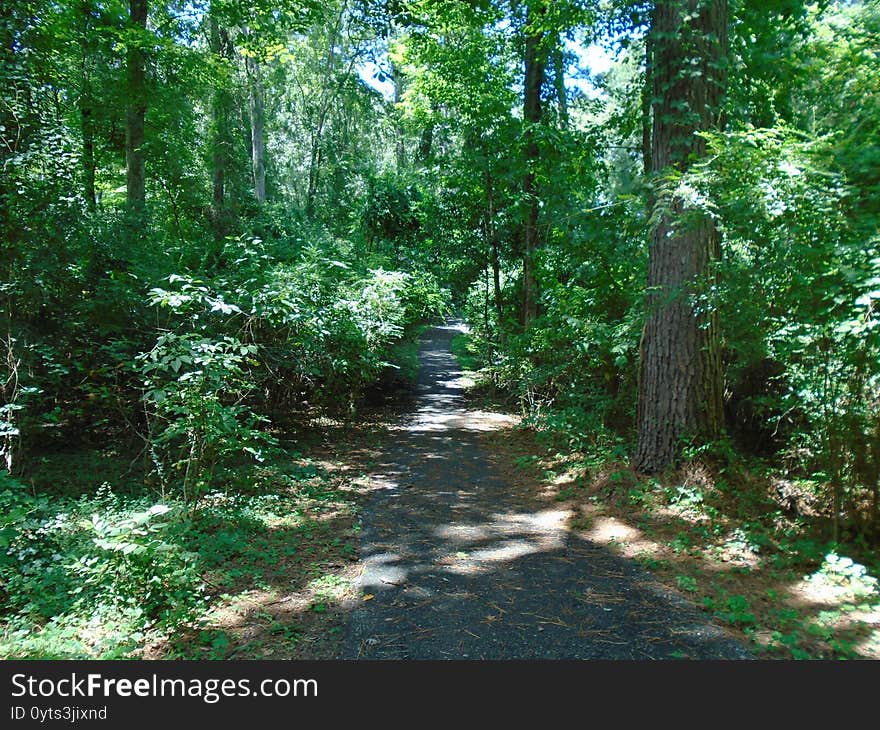 Deep in the forest during the daytime in the middle of summer. Deep in the forest during the daytime in the middle of summer.