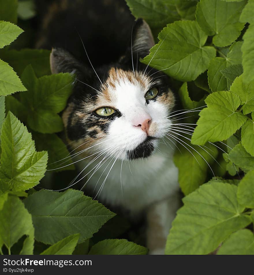 Tricolor cat hiding in the bush