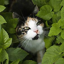 Tricolor Cat Hiding In The Bush Royalty Free Stock Image