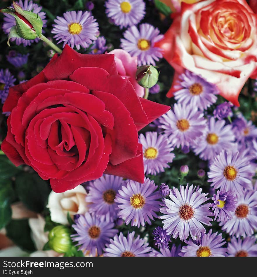 two roses, one red and one cream with red rimmed petals among violet small chrysantemum blossoms