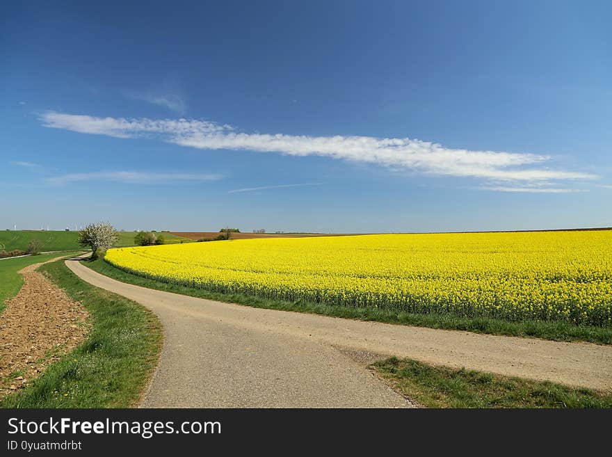 Beautiful shot of a spring landscape, cultivated colorful raps field in Germany