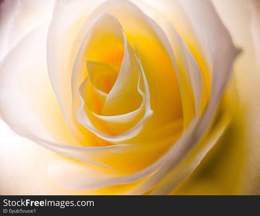 Closeup high angle shot of the beautiful white rose petals