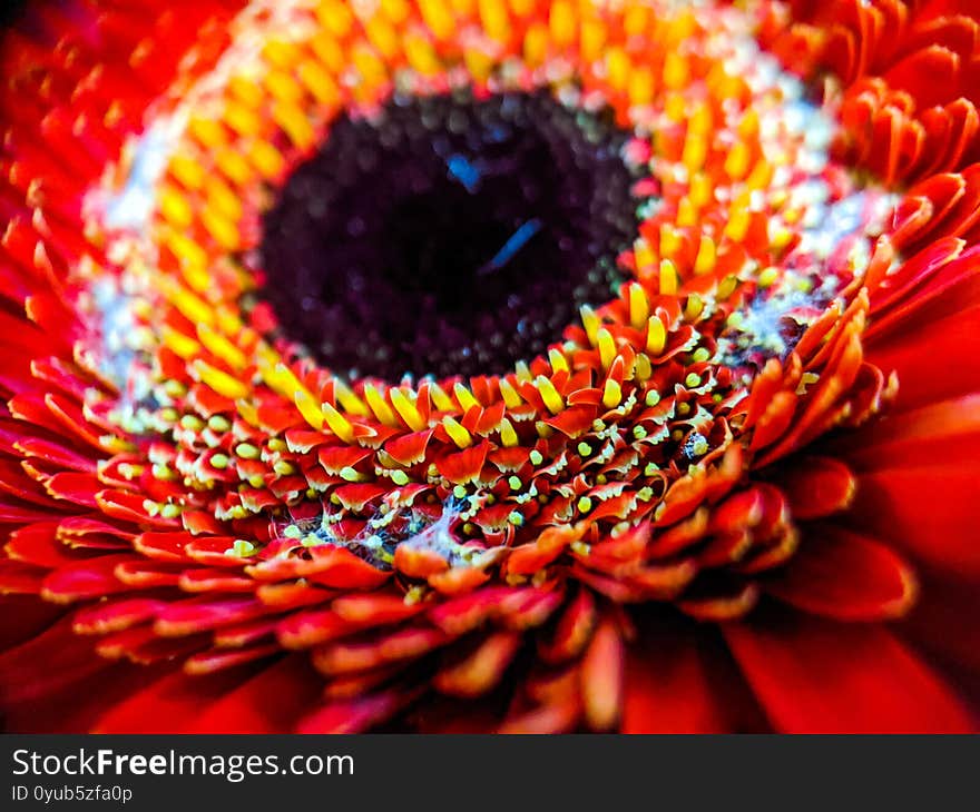 Selective focus shot of a multicolored Gerbera