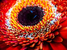 Selective Focus Shot Of A Multicolored Gerbera Royalty Free Stock Images