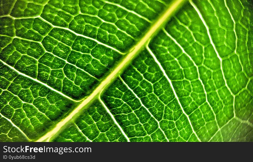 A macro shot of a leaf