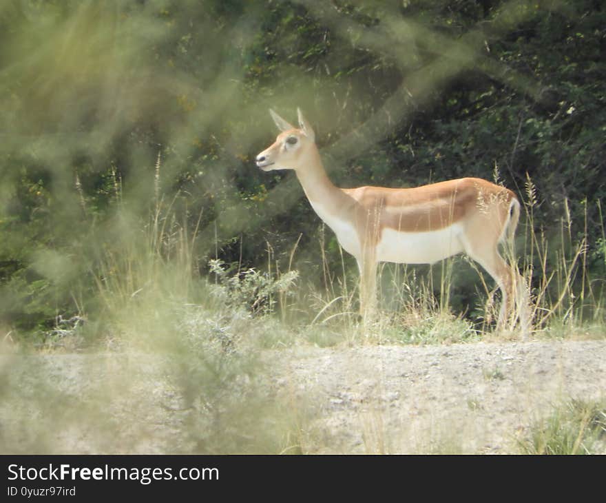 Lovely bright deer in the forest and waiting for her patner. Lovely bright deer in the forest and waiting for her patner