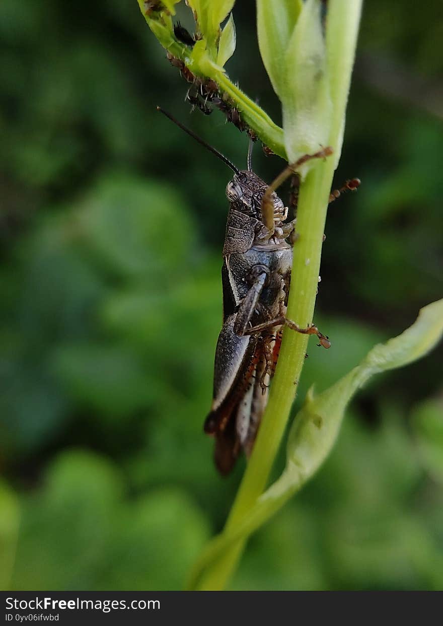 Locusts Are A Collection Of Certain Species Of Short-horned Grasshopper