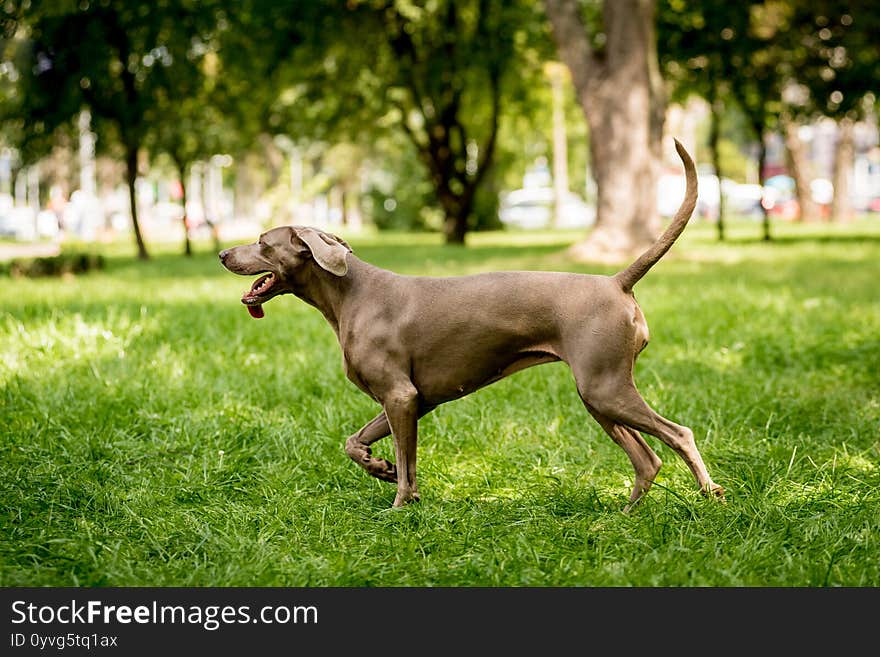 Portrait of cute weimaraner dog breed at the park.