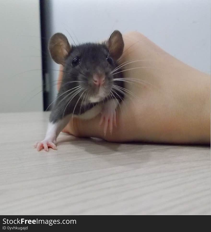 Rat was at my hand!
Her name`s - Asja, she is black and white with pink nose. Rat was at my hand!
Her name`s - Asja, she is black and white with pink nose