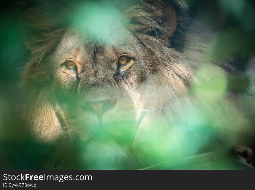 The lion of Berber predator face nad dangerous sight, the best photo