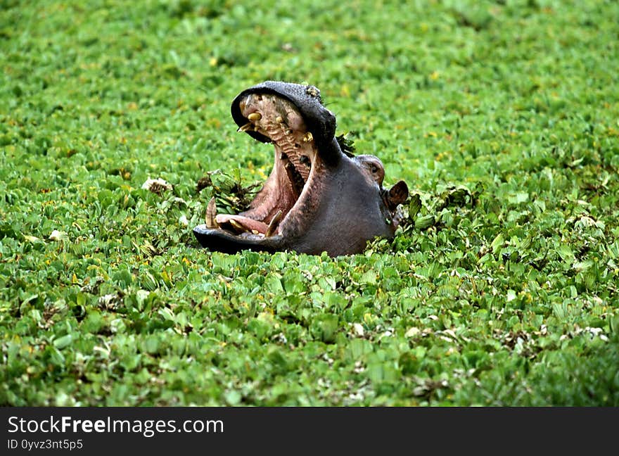 Hippopotamus, hippopotamus amphibius, Adult Yawning, with Open Mouth, Masai Mara Park in Kenya