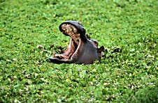 Hippopotamus, Hippopotamus Amphibius, Adult Yawning, With Open Mouth, Masai Mara Park In Kenya Stock Photography