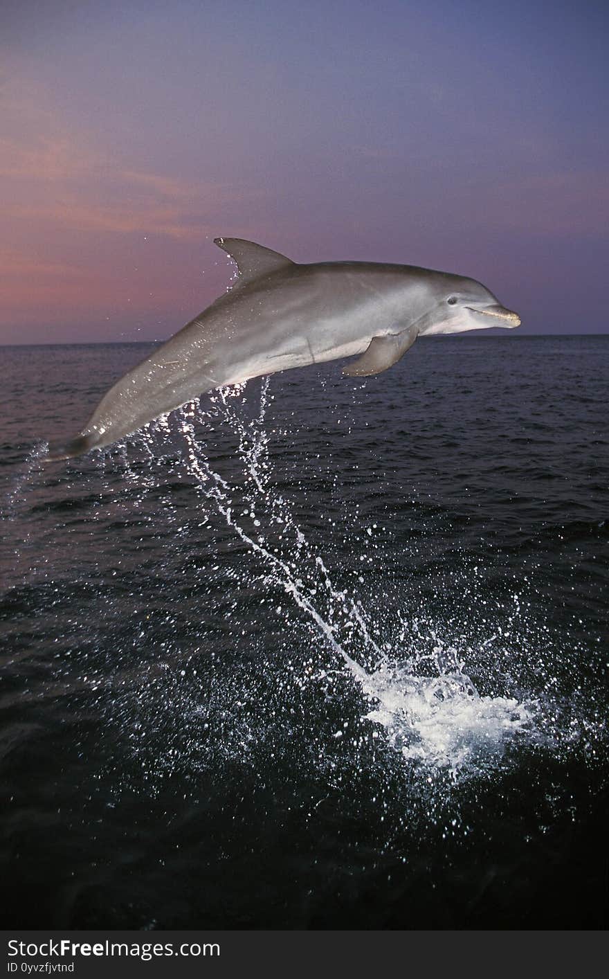 Bottlenose Dolphin, tursiops truncatus, Adult Leaping, Honduras