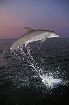 Bottlenose Dolphin, Tursiops Truncatus, Adult Leaping, Honduras Stock Photo