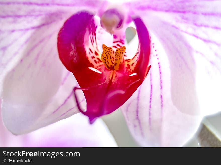 Flower Orchid Falenopsis Macro Close-up