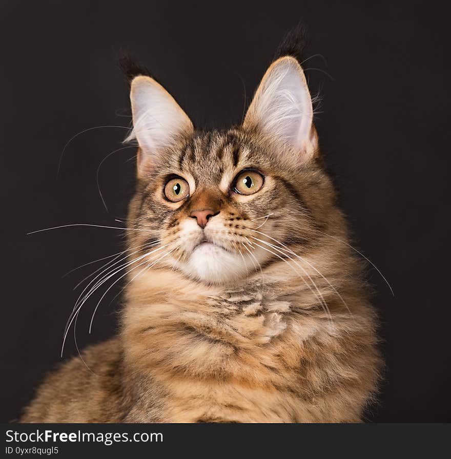 Maine Coon kitten