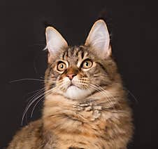 Maine Coon Kitten Royalty Free Stock Photo