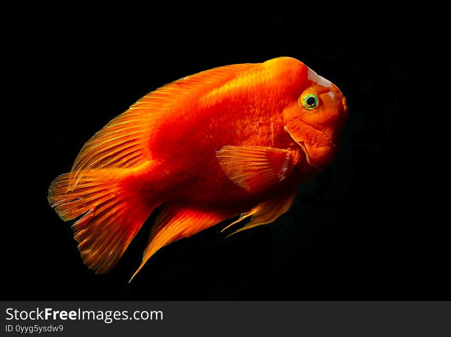 Red blood parrot cichlid are swimming in fish tank