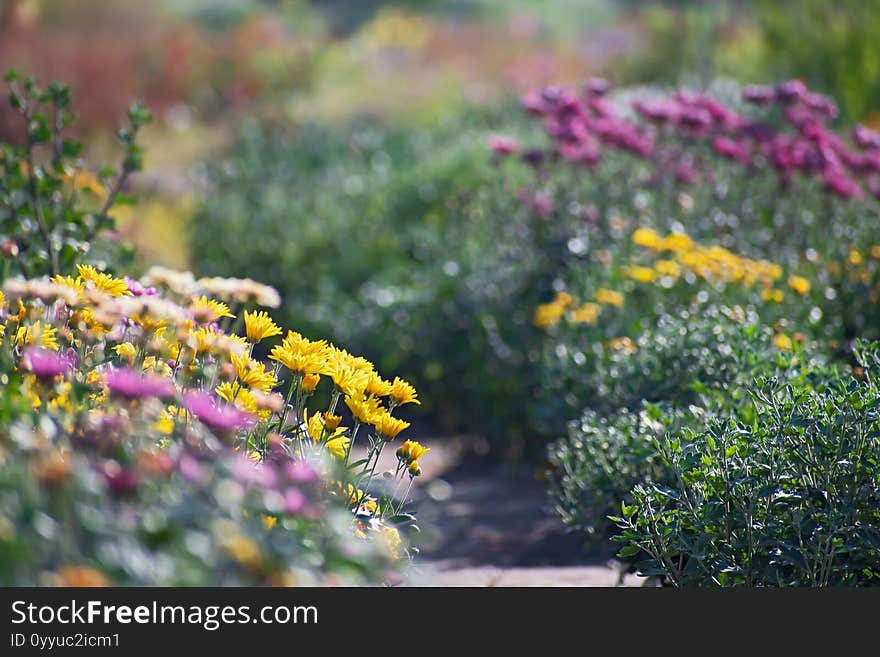 Natural vew of multicolored aster flower  bushes in the autumn park. Foreground is blurred. Path between bushes. Natural vew of multicolored aster flower  bushes in the autumn park. Foreground is blurred. Path between bushes