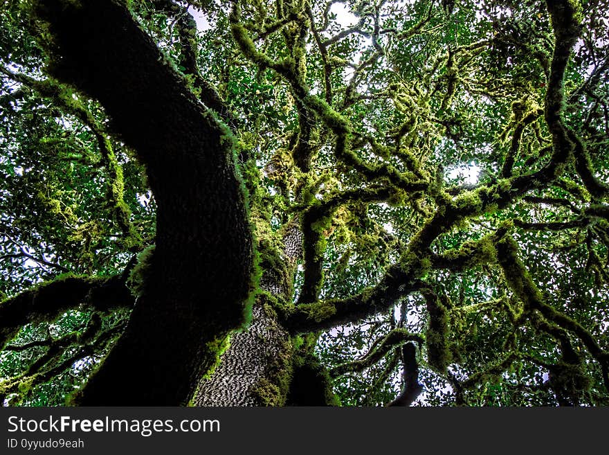 Old tree branches in a dense forest on the island of Gomera, Spain