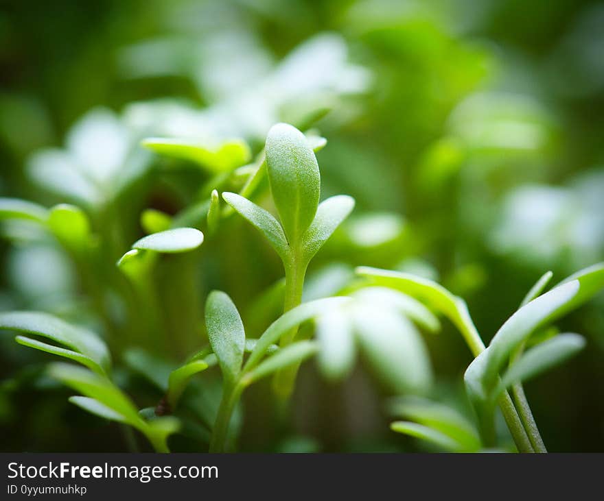 Close up shot of a leaf of a garden cress