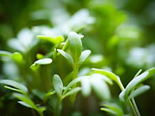 Close Up Shot Of A Leaf Of A Garden Cress Royalty Free Stock Photography