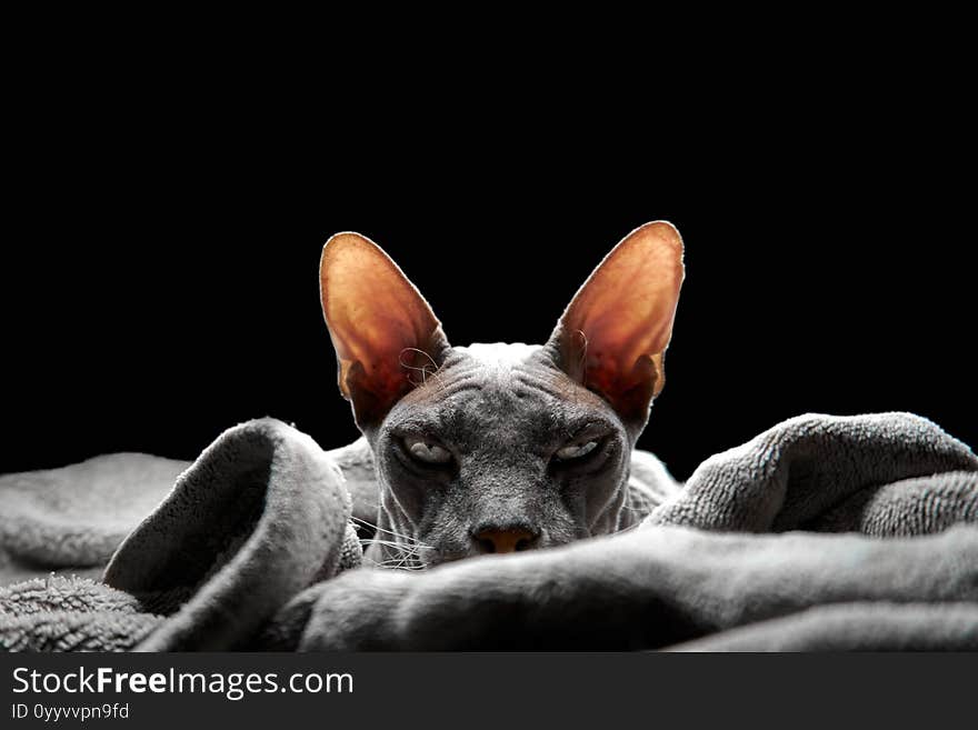 Creepy head of cat on black background