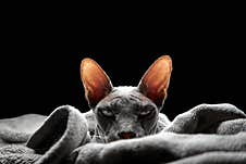 Creepy Head Of Cat On Black Background Royalty Free Stock Photo